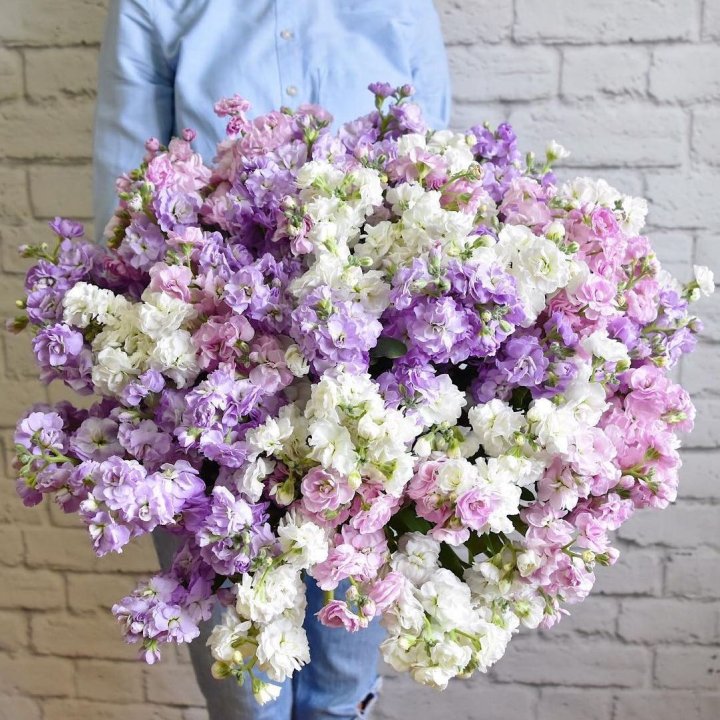 Облако маттиол в Армавире