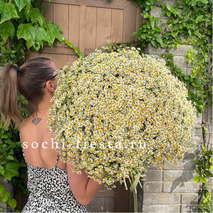 101 ромашка в Армавире