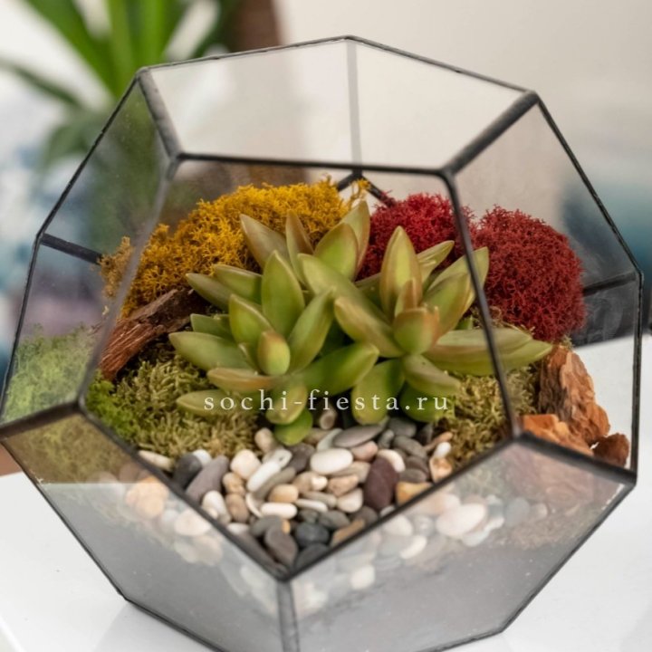 Флорариум “Додекаэдр” с суккулентом Седум в Армавире
