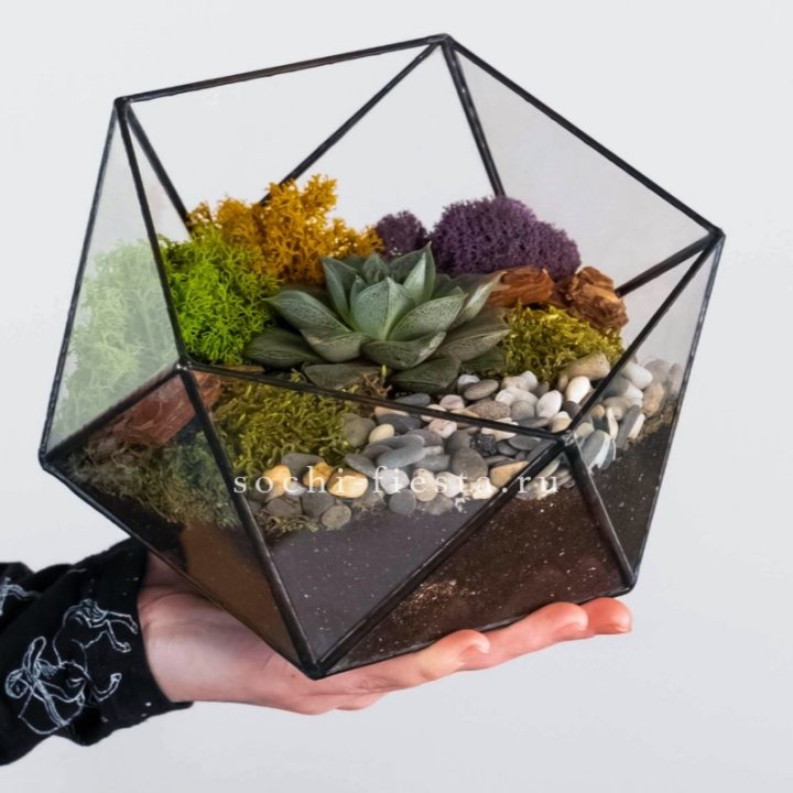 Флорариум “Икосаэдр” с суккулентом Каменная Роза в Армавире