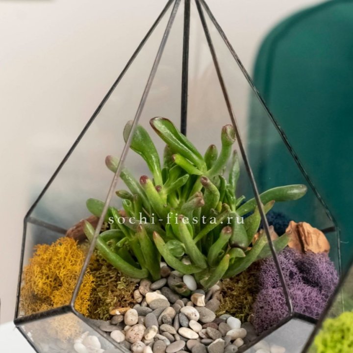 Флорариум “Капля” с суккулентом Крассула Хоббит в Армавире