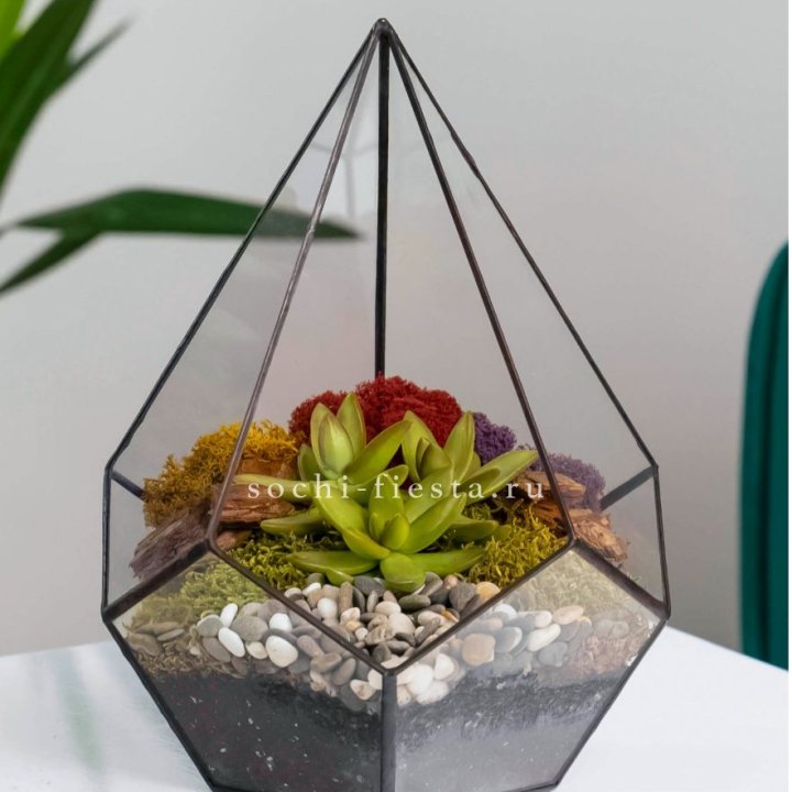 Флорариум Капля с суккулентом в Армавире
