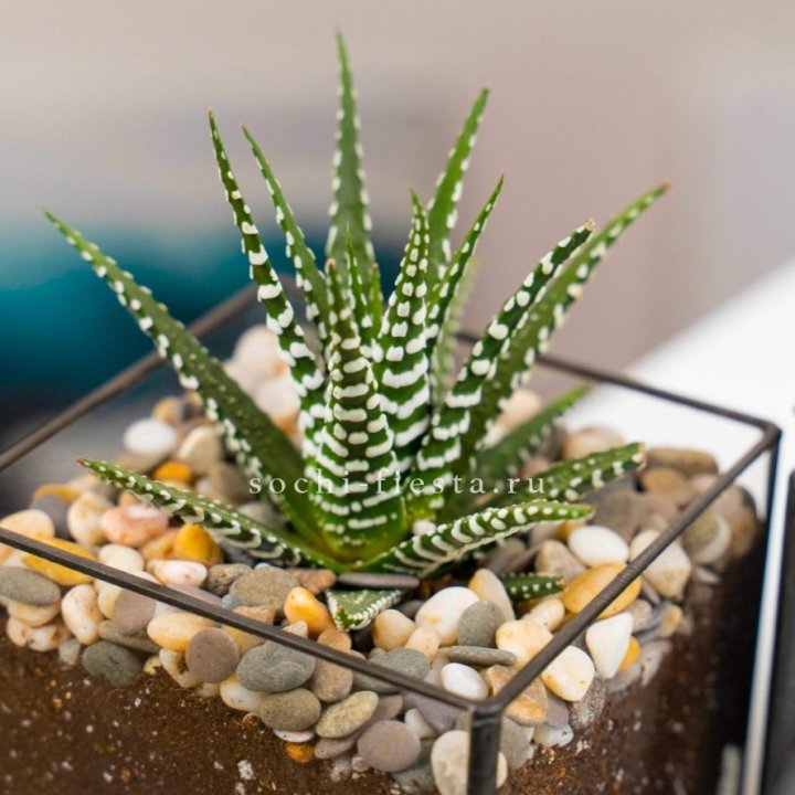 Флорариум Кубик с суккулентом Хавортия в Армавире