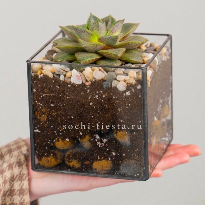 Флорариум Кубик с суккулентом Каменная роза в Армавире