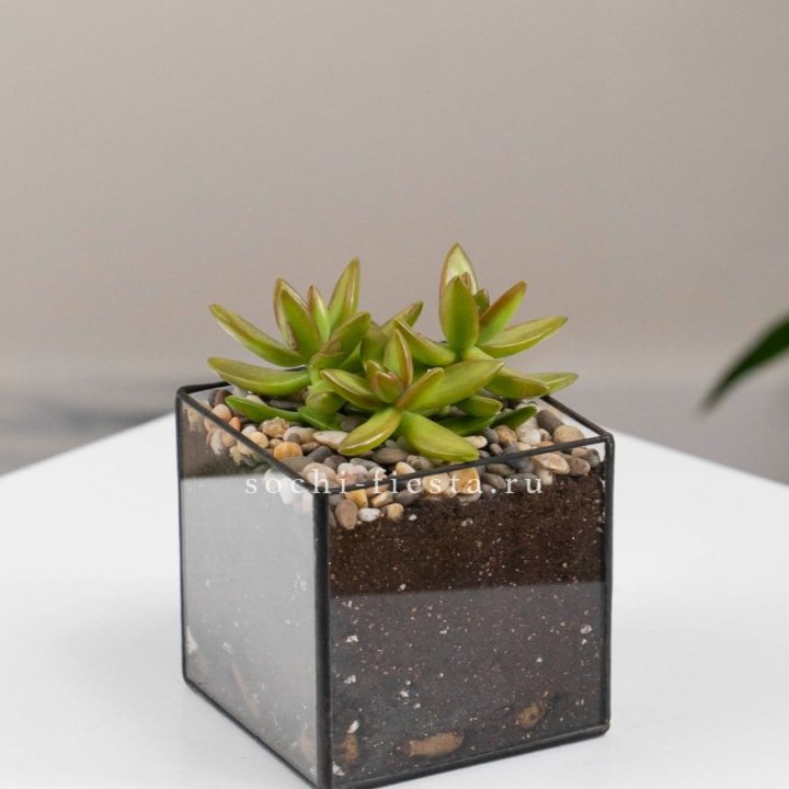 Флорариум Кубик с суккулентом Седум в Армавире