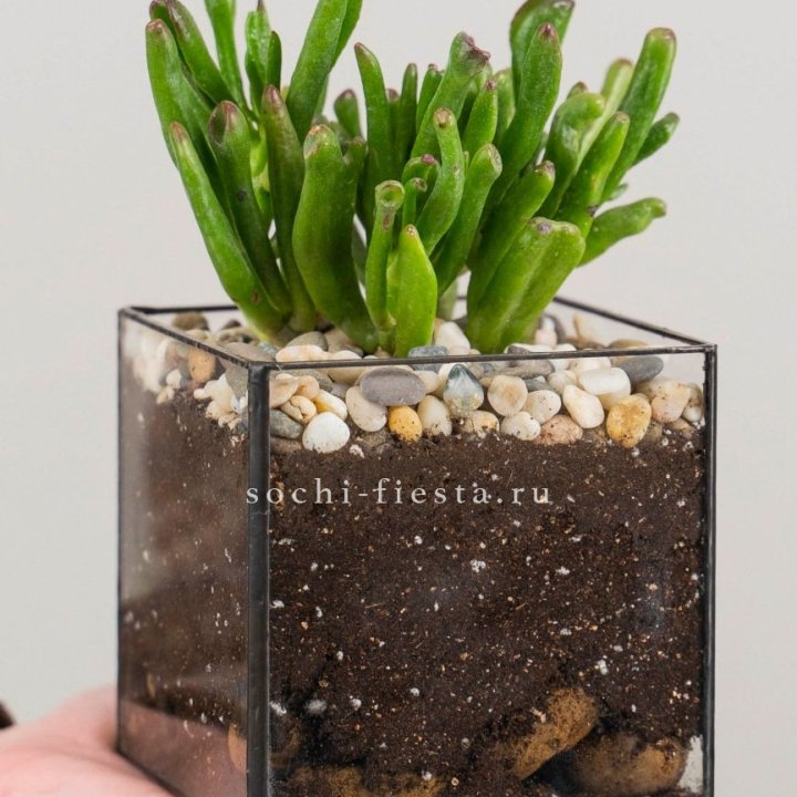 Флорариум Кубик с суккулентом Хоббит в Армавире