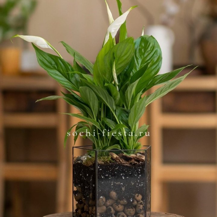 Спатифиллум в кашпо Пятиугольник в Армавире