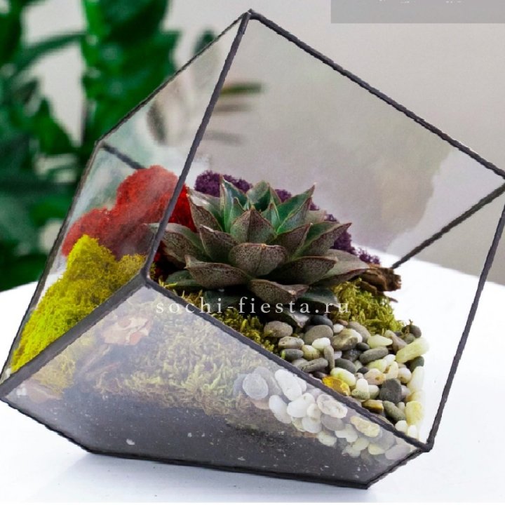 Флорариум Куб усеченный с суккулентом Каменная роза в Армавире