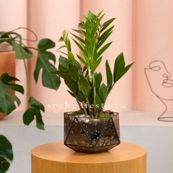 Замиокулькас в кашпо Икосаедр в Армавире
