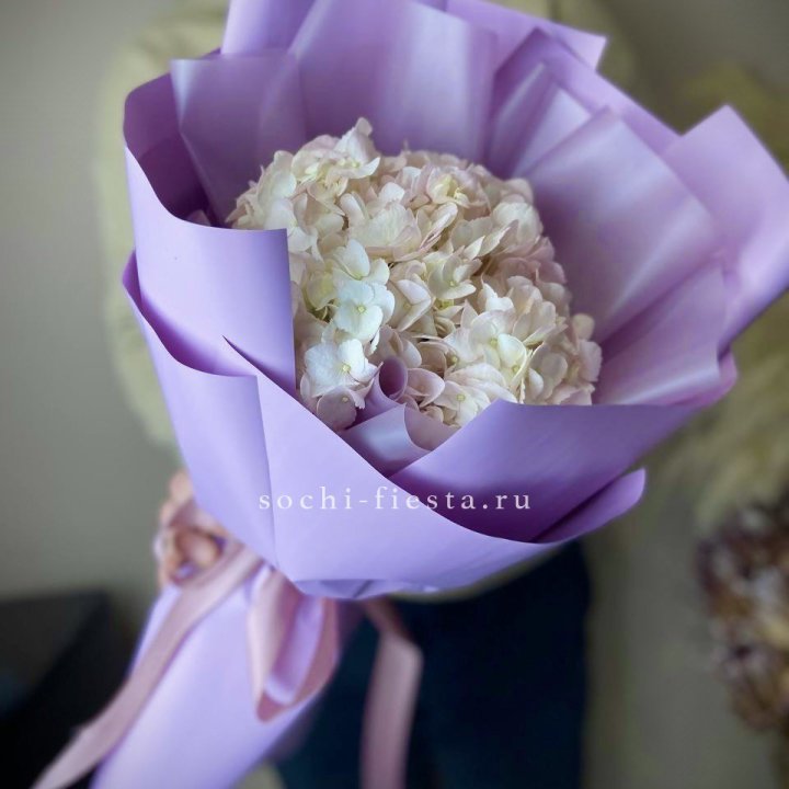 Гортензия розовая в Армавире