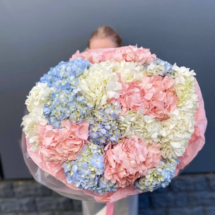 19 гортензий микс в Армавире