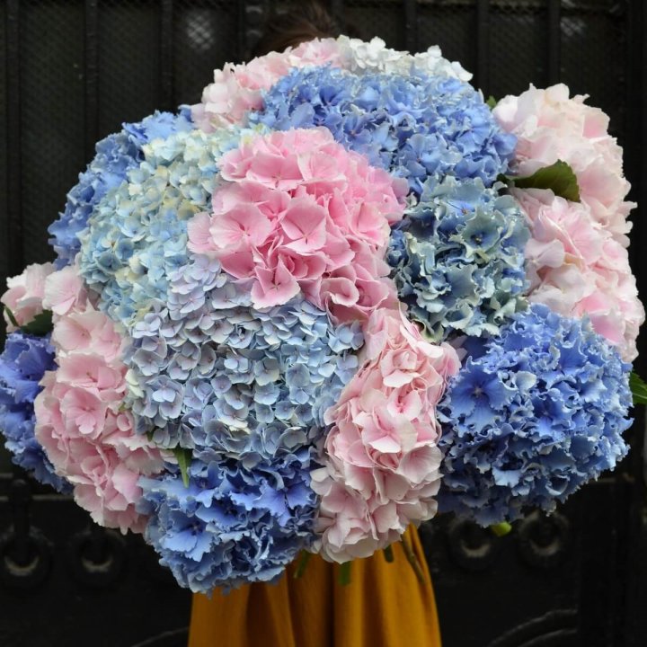 Букет гортензий "Фонтан" в Армавире