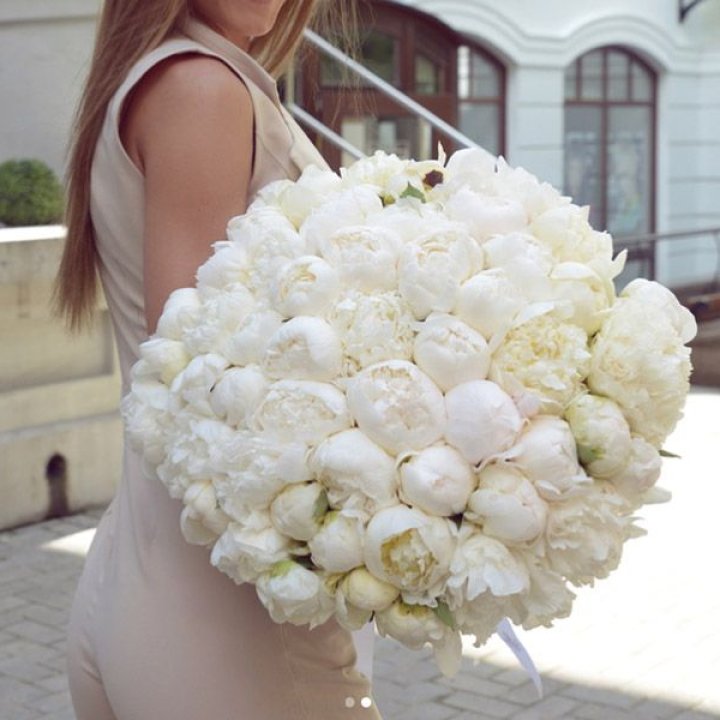 51 белый пион в Армавире