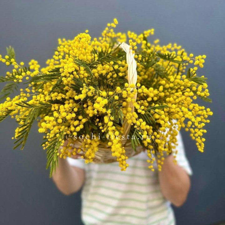 Весенняя корзина мимозы в Армавире