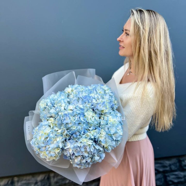 7 голубых гортензий в Армавире