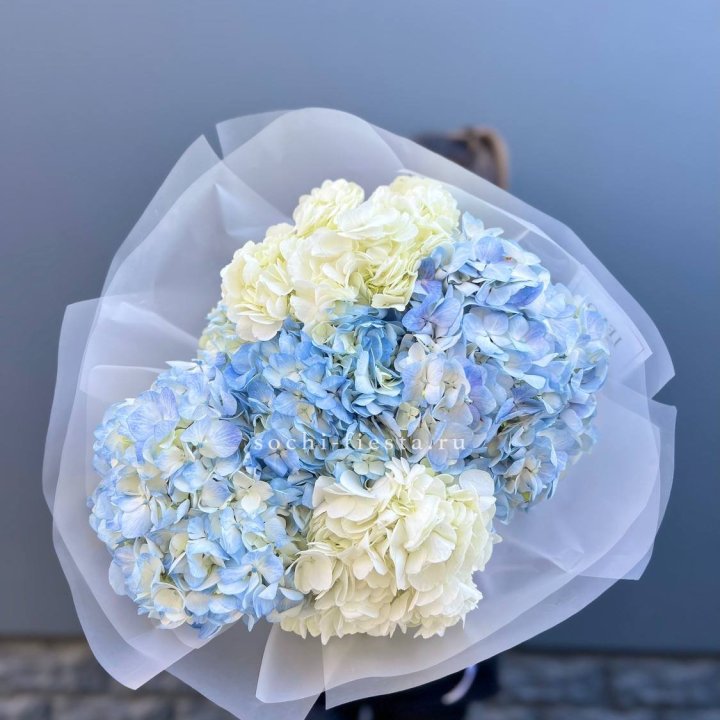 5 бело-голубых гортензий в Армавире