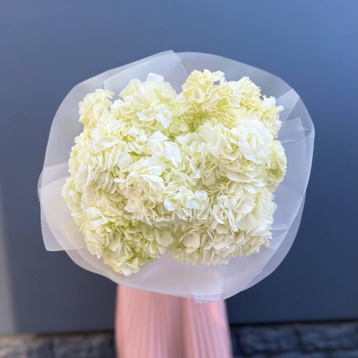 7 белых гортензий в Армавире