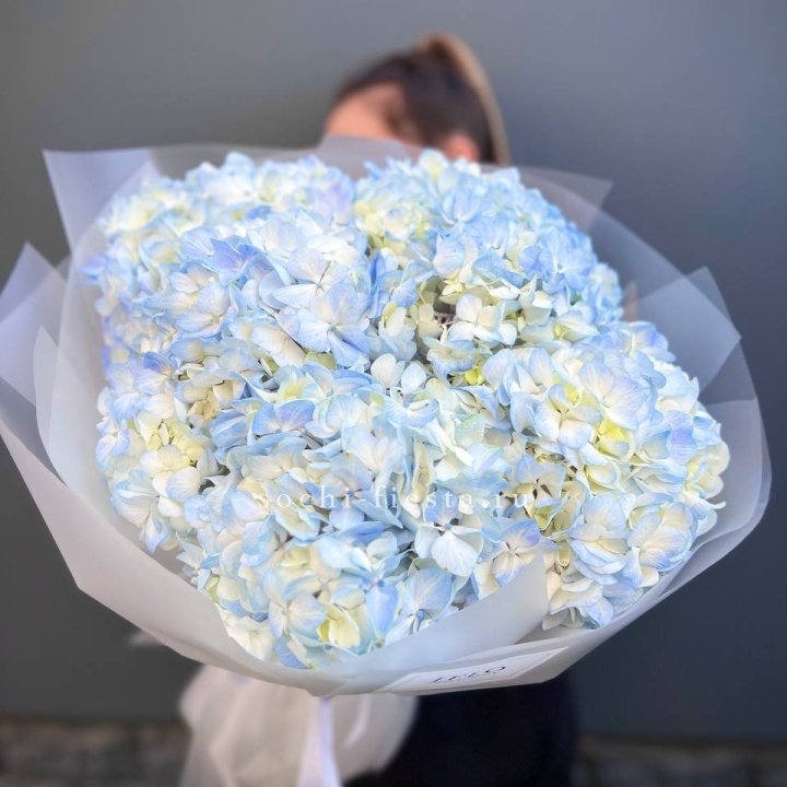 5 голубых гортензий в Армавире