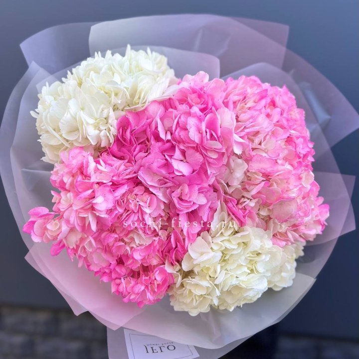 5 бело-розовых гортензий в Армавире