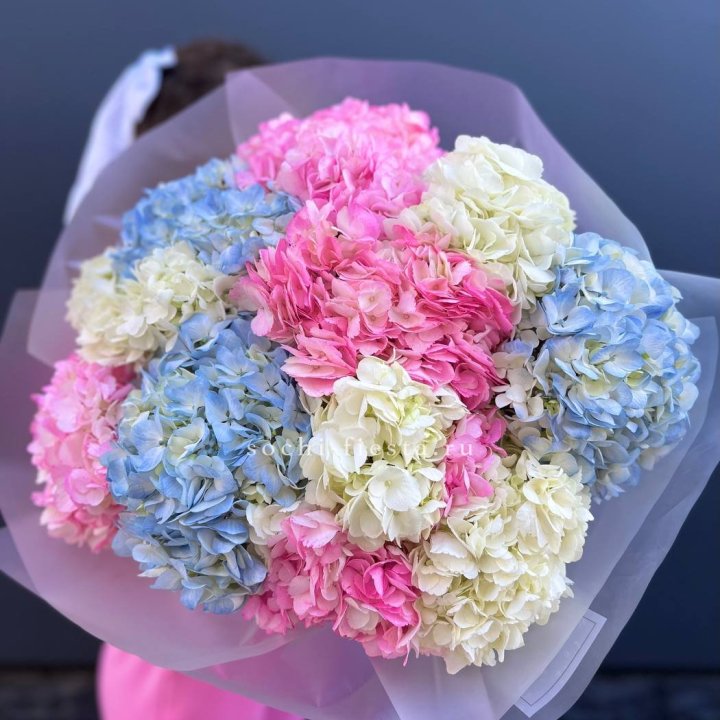 11 гортензий микс в Армавире