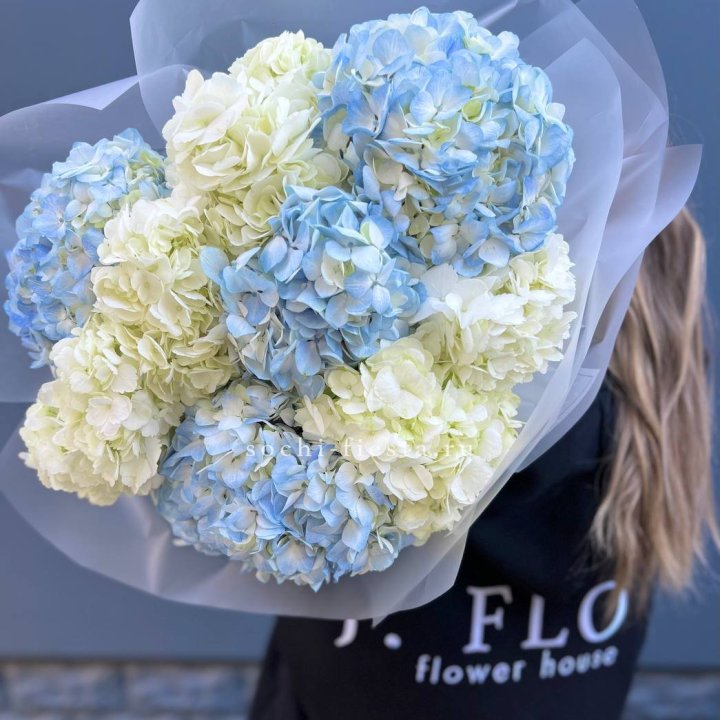 9 бело-голубых гортензий в Армавире