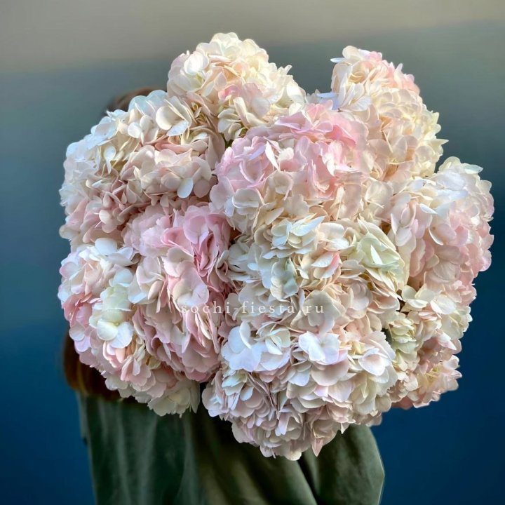 Охапка розовой гортензии в Армавире