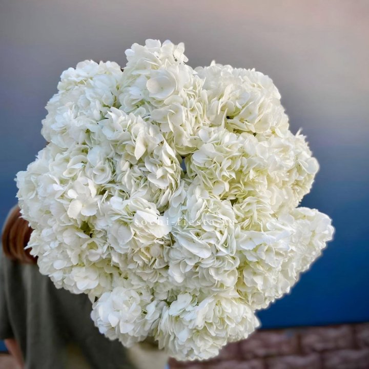 Охапка белой гортензии в Армавире