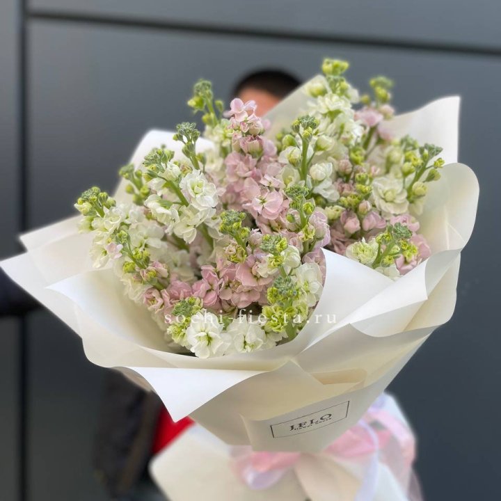 29 маттиол  в Армавире