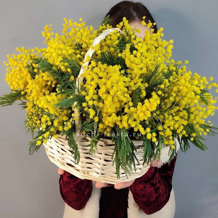 Корзина ароматной мимозы в Армавире