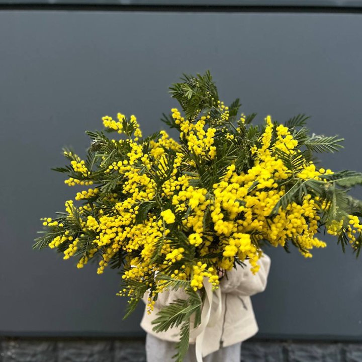 Охопка мимозы в Армавире