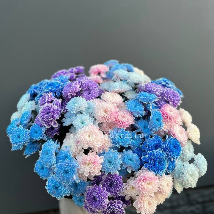 25 цветных хризантем в Армавире