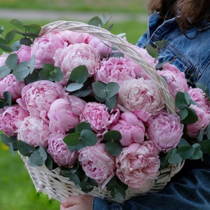 51 пион в корзине в Армавире