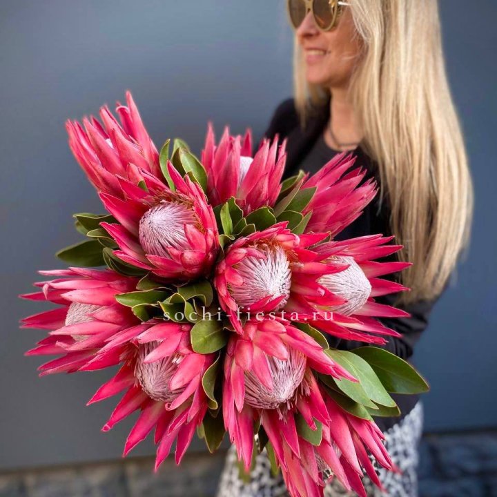 Протея штучно в Армавире