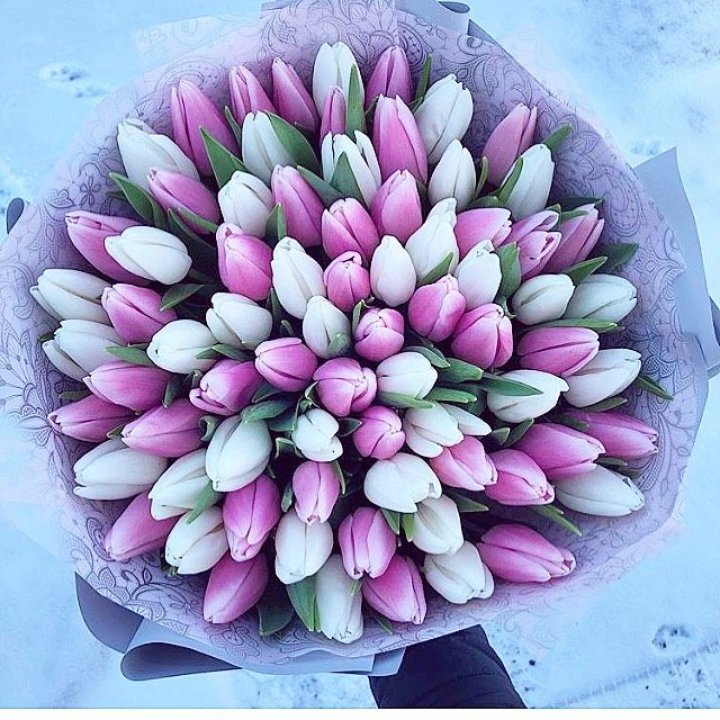 101 тюльпан "Лолипоп" в Армавире